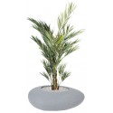 Plantes KENTHIA ROYAL