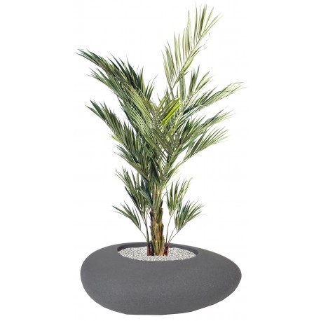 Plantes KENTHIA ROYAL
