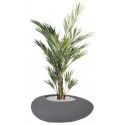 Plantes KENTHIA ROYAL