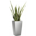 SANSEVERIA PANACHE 