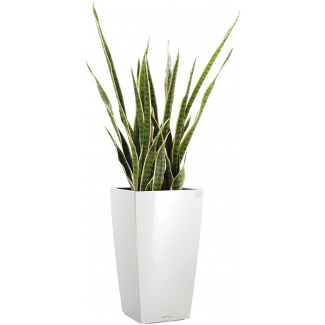 SANSEVERIA PANACHE