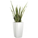 SANSEVERIA PANACHE