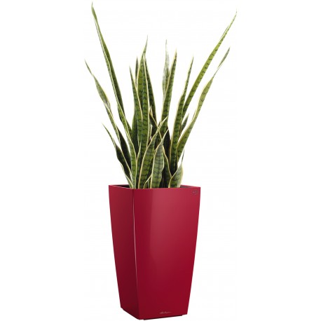 SANSEVERIA PANACHE