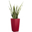 SANSEVERIA PANACHE